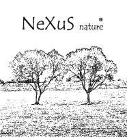 Nexus